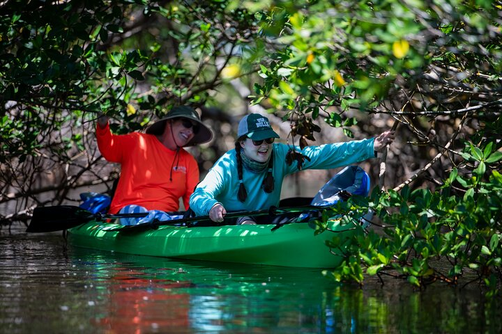 Mangrove adventures